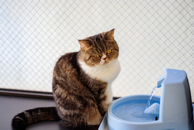自動給水器と猫